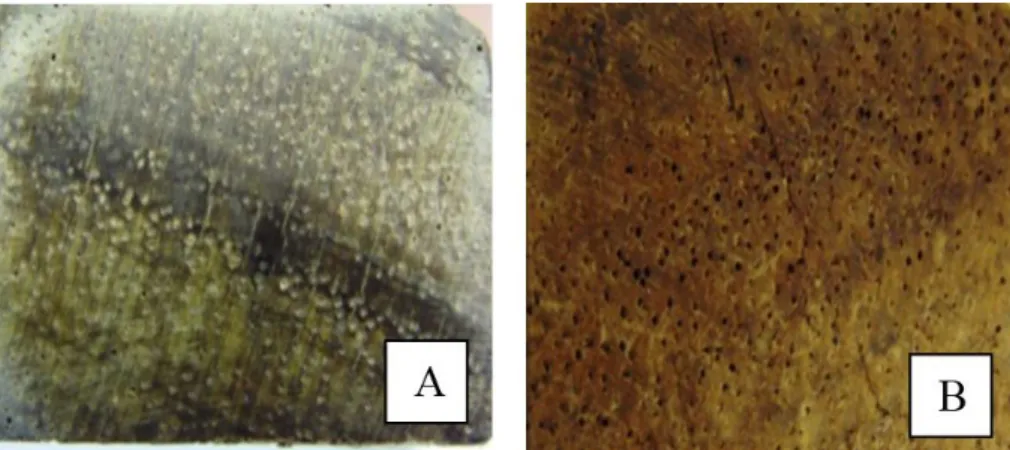 Figure 1. Specimens of Cedrela odorata (A) and cateniformis Cedrelinga (B) species.