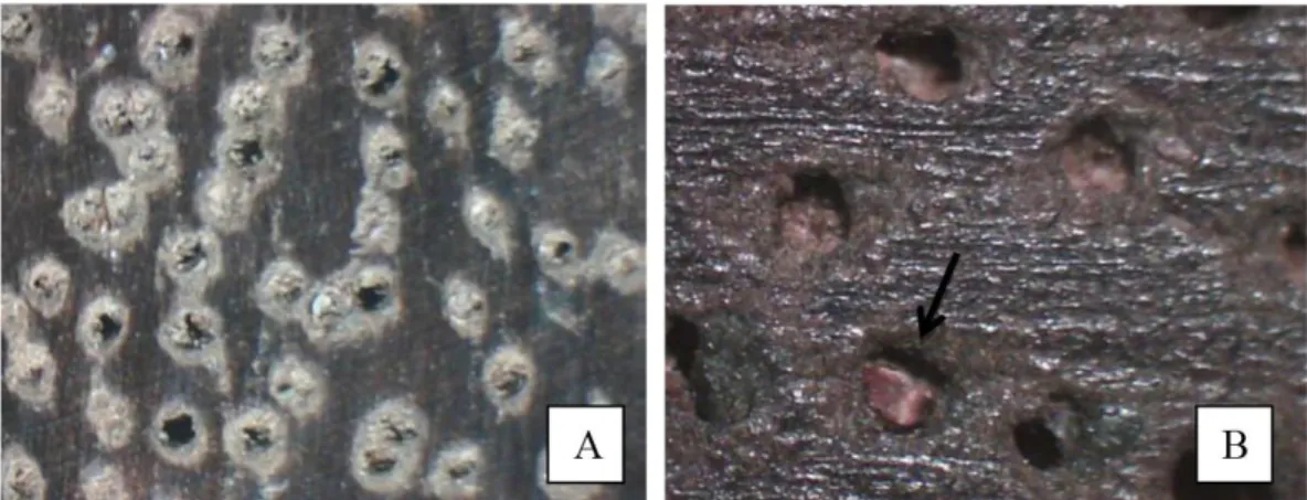 Figura 4. Corte transversal (aumento 40x) mostrando o parênquima (A) e presença de tilo (B) em Cedrelinga cateniformis.