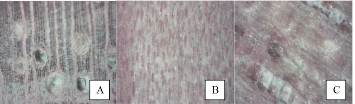 Figura 7. Plano transversal de Cedrela odorata evidenciando parênquima paratraqueal vasicêntrico marginal (A) e poros  solitários e geminados (B) (aumento 40x).