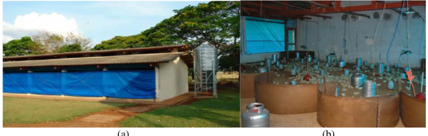 FIGURE 1. (a) Lateral view of the poultry shed, (b) Inside view the poultry shed with the circles for  the birds’ containment