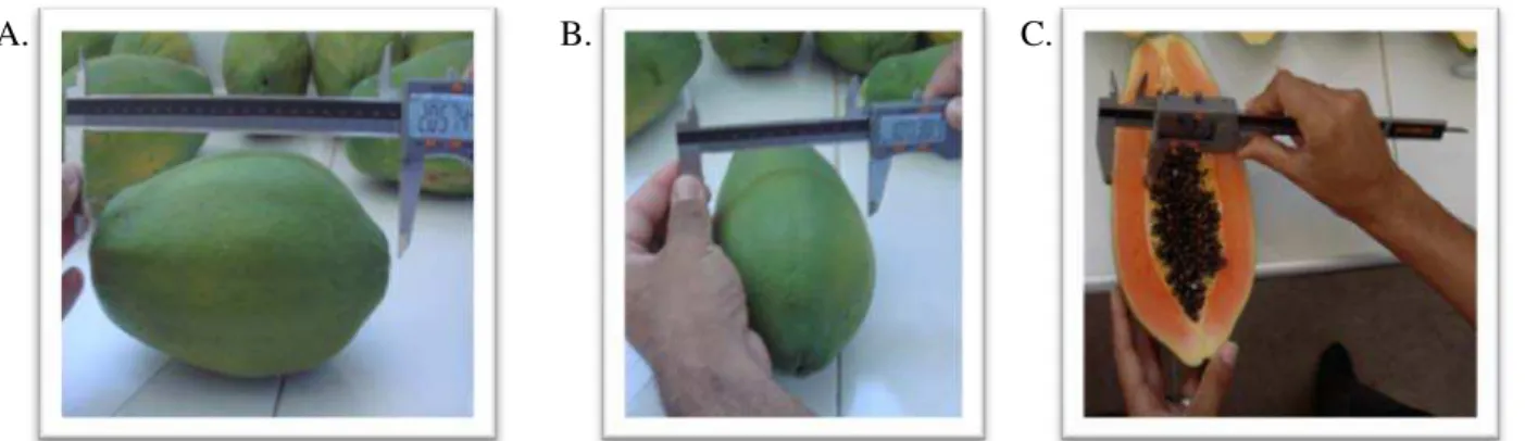 FIGURE 2.  Longitudinal diameter (A), transversal diameter (B) and thickness of the pulp (C) of  hybrid papaya