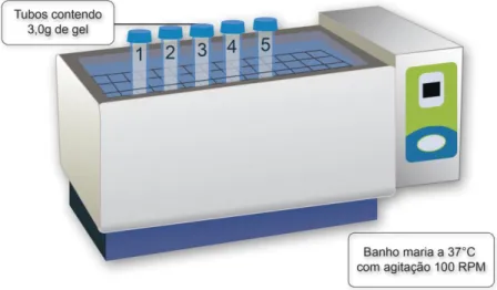 Figura 9:  Representação esquemática do aparato utilizado no estudo de liberação  de anfotericina B da formulação de F127 a 16% no estado gel