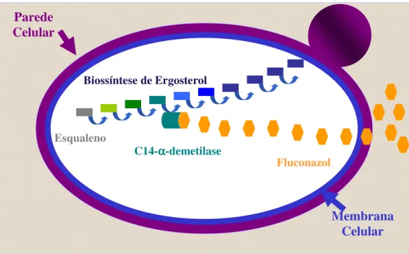 Figura 1: Desenho esquemático da Biossíntese de Ergosterol mostrando o alvo do fluconazol (adaptado  de www.HIVwebstudy.org)