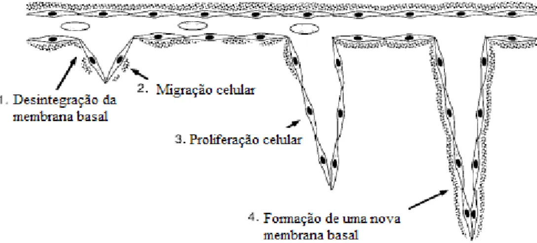 Figura  01:  Esquematização  das  fases  envolvidas  no  processo  angiogênico:  (1)  Desintegração  da  membrana  basal;  (2)  Migração  celular;  (3)  Proliferação  celular;  (4)  Formação  de  uma  nova  membrana  basal