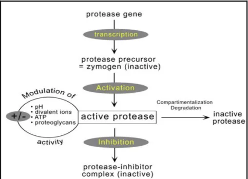 Figura 03: Regulação da  atividade  da  protease. As actividades biológicas  de  proteases  são controladas  por  vários  fatores  que  regulam  a  sua  síntese,  ativam  e  inibem  a  atividade  de  seus  zimogênios