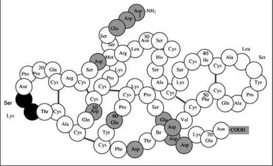 Figura 04: Estrutura do BBI da soja. À direita está representado o sítio inibitório para a quimotripsina  (Leu – Ser, bolas brancas), e do lado esquerdo o sítio inibitório para a tripsina (Lys  – Ser, bolas pretas)