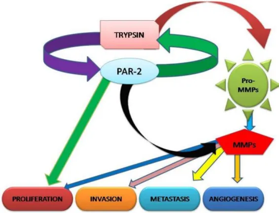 Figura 05: Interação de tripsina com receptor activado por protease 2 (PAR-2) e as metaloproteinases de  matriz (MPs)