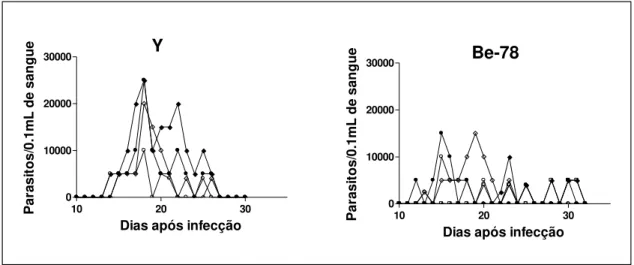 Figura  6.  Curvas  de  parasitemia  dos  animais  inoculados  com  2000  tripomastigotas  sanguíneos/kg de peso corporal das cepas Y e Be-78 do T