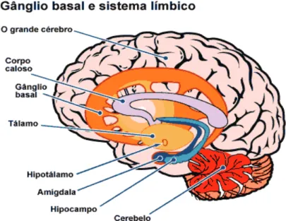 Figura 1 - Cérebro humano em corte central  