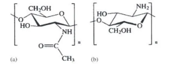 Figura  1:  Estrutura  química  de  (a)  poli(N-acetil-β-D-glucosamina)  e  (b)  poli(β-D-glucosamina)  [56]