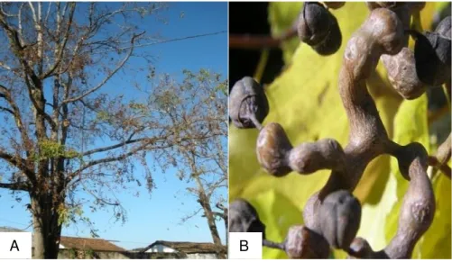 Figura 1- A: Árvore adulta de Hovenia dulcis; B: Frutos de H. dulcis     