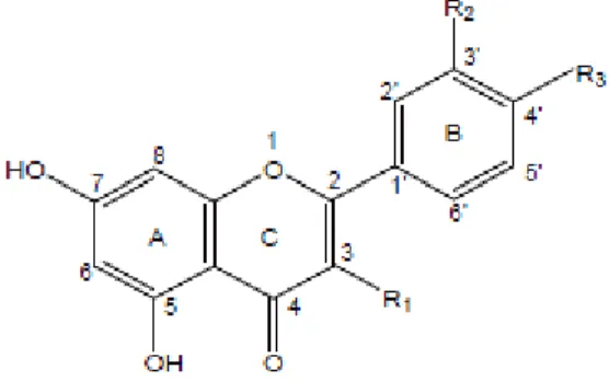 Figura 2: Estrutura básica dos flavonóis. 