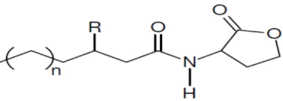 Figura  1-  Estrutura  química  da  AHL,  que  consiste  em  um  anel  homoserina- lactona,  ―n‖ 