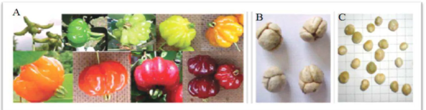 Figura 4 – A) Pitangas em diferentes estágios de maturação. B) e C) Sementes de pitanga