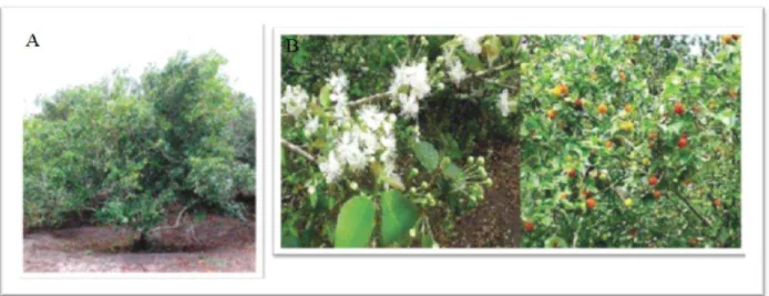 Figura 5 – A) Pitangueira. B) Florescência da pitangueira e pitangueira com frutos. 