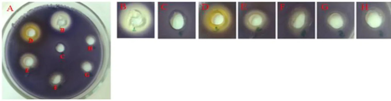 Figura  6  - Ensaio  qualitativo  da inibição do quorum  sensing em  C.  violaceum com  extrato  bruto de grumixama