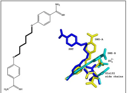 Figura  3:  Estrutura  química  da  pentamidina  (à  esquerda)  e  ligação  do  fármaco  e  de  outros  derivados  da  benzamidina ao sítio ativo da  β-tripsina bovina (à direita), com as múltiplas conformações adotadas pela cadeia  lateral  da  Glutamina 
