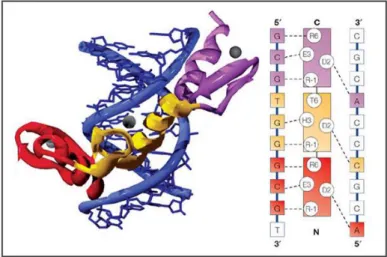 Figura 5: Esquema das interações entre aminoácidos e bases no DNA no reconhecimento de um sítio de ligação  por uma proteína com motivos dedos de zinco