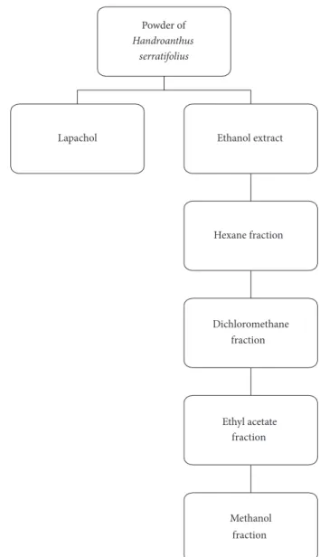 Figure 2: Extract, fractions, and isolated substance obtained of Handroanthus serratifolius.
