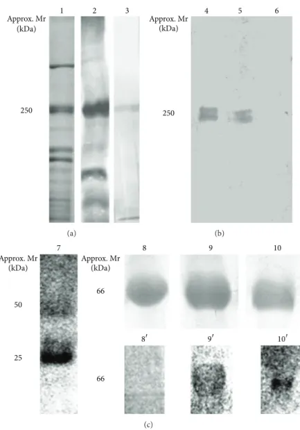 Figure 1: SDS-PAGE and western blotting approaches featuring the major steps involved in the production of a panel of anti-(KLH-peptide) antibodies for detection of VWD subtype 2B