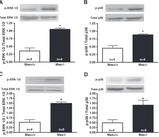 Fig. 10. Western blotting analysis of the levels of active, phosphorylated p38 p-p38 and ERK1/2 p-ERK1/2 in neonatal hearts (A, B) and in the right ventricles of adult Mas +/+