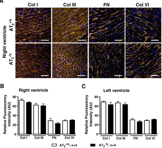 Fig. 2A shows immunostaining pro ﬁ le of several ECM proteins in the right ventricles and tricuspid valves of Mas +/+ and Mas −/−  neo-natal mice