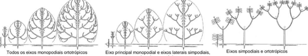 Figura 2. Qualidades estéticas das árvores: hábitos de ramificação da copa e arquiteturas  de copa (Aguiar, 2014)