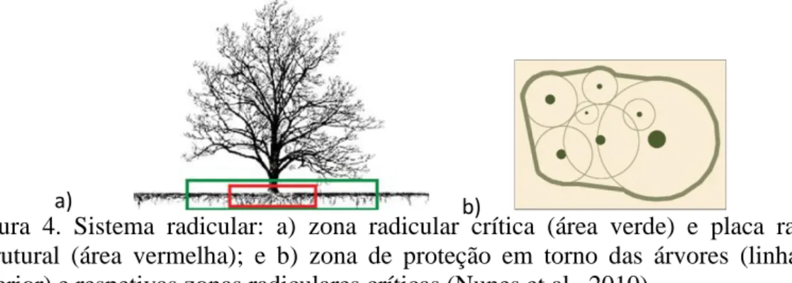 Figura  4.  Sistema  radicular:  a)  zona  radicular  crítica  (área  verde)  e  placa  radicular  estrutural  (área  vermelha);  e  b)  zona  de  proteção  em  torno  das  árvores  (linha  verde  exterior) e respetivas zonas radiculares críticas (Nunes et