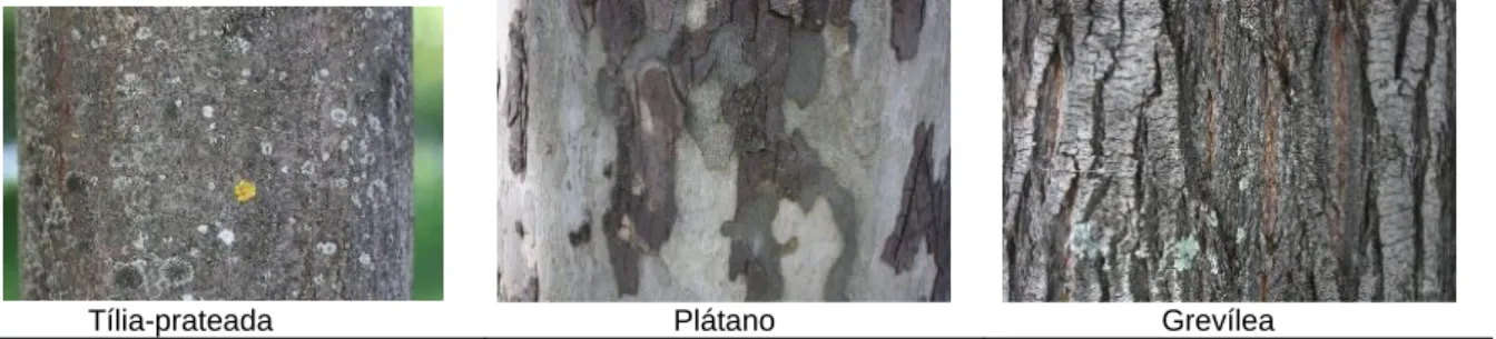 Figura 8. Casca de troncos: Tília-prateada, Plátano e Grevílea  