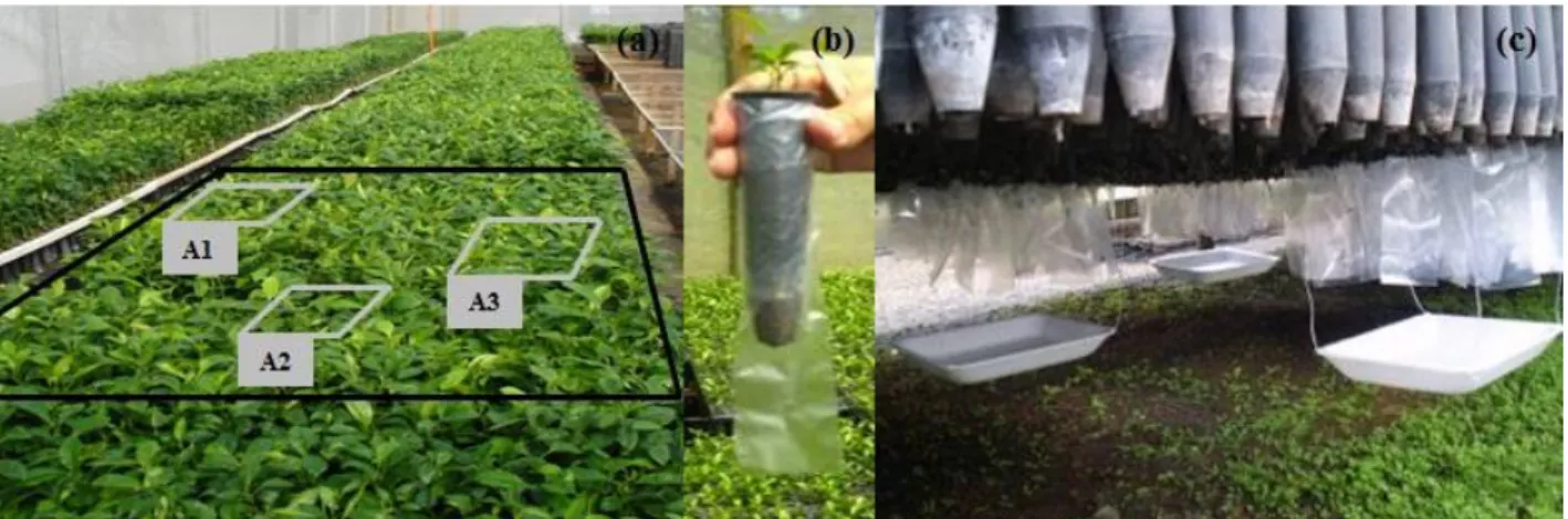 FIGURE 1. Details of the procedure for assessing the manual overhead irrigation system  efficiency: 