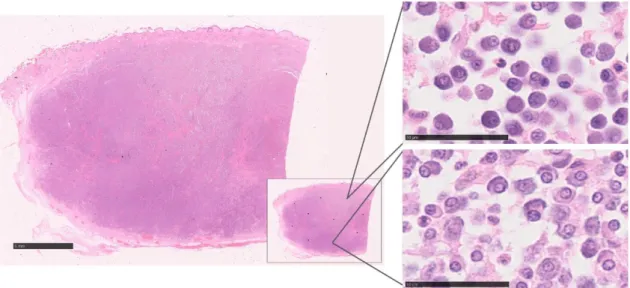 Figure 9. Selection of fields. Cutaneous mast cell tumour (cMCT), H&amp;E, Bar 5 mm in  overview, bars 50 µm in inserts