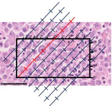 Figure 11. Orientation frame + Test-lines. cMCT, H&amp;E, Bar, 50 µm 