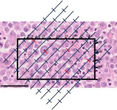 Figure 12. Nuclei point-sampling. cMCT, H&amp;E, Bar, 50 µm 