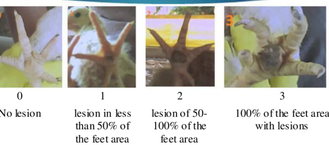 FIGURE 1. The  visual  image of  the pododermatitis score  in  field conditions (HASHIMOTO et al.,  2011)