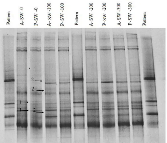 FIGURE 1. PCR-DGGE profiles of the soil bacterial communities obtained in treatments of the first  repetition