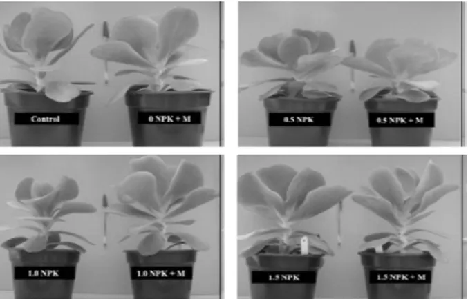 Table 1 – Average diameter of the fifth leaf of Kalanchoe luciae plants cultivated with different fertilizers applied to the culture substrate.