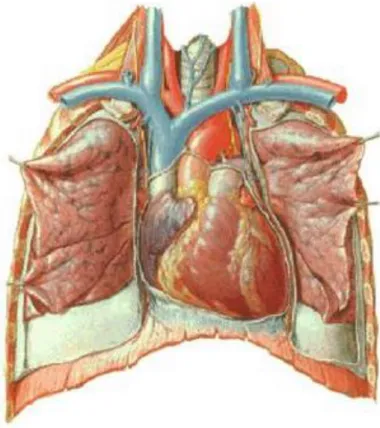 Fig. 1 Localização cardíaca,   (Netter, 2006) 