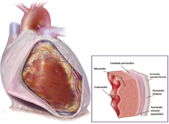 Fig. 2 Anatomia topográfica cardíaca por camadas  (Netter, 2006) 
