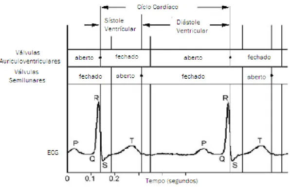 Fig. 5 Esquema de um ciclo cardíaco, por ECG, comparando a actividade valvular. 