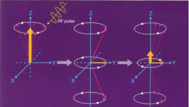 Fig. 8 Criação do vector de magnetização transversal e recuperação do longitudinal  (Adaptado de Schild, 1990)
