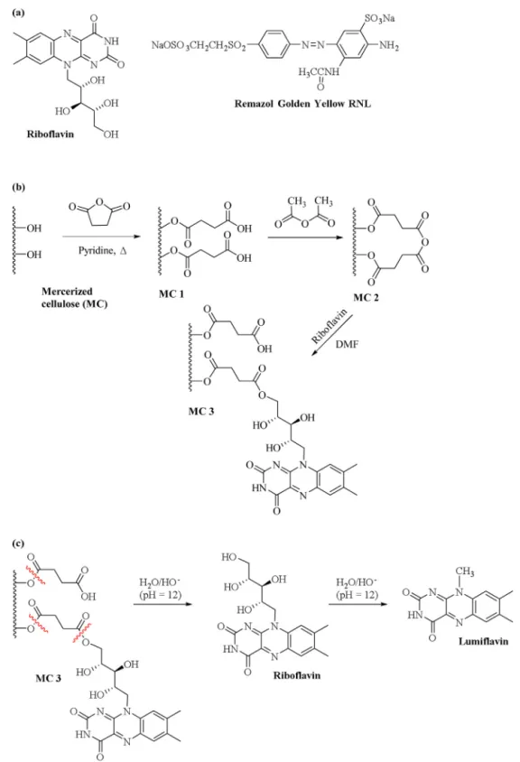 Fig. 1. (a) chemical structures of riboflavin (Rib) and Remazol Golden Yellow RNL (RGY-RNL) azo dye, (b) synthetic route used to incorporate riboflavin onto mercerized cellulose and (c) treatment used to hydrolyze (at pH 12) riboflavin attached onto MC 3 y
