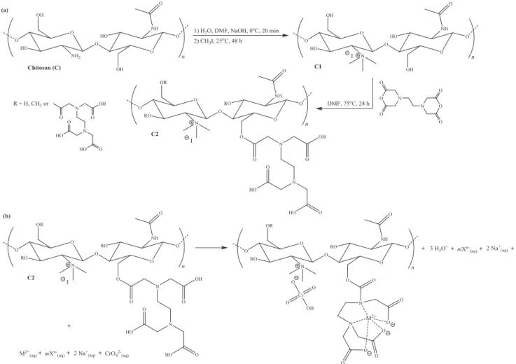 Fig. 1. (a) Synthetic route used to prepare C2 adsorbent and (b) the suggested mechanism for the adsorption of metal ions in cationic and anionic forms.