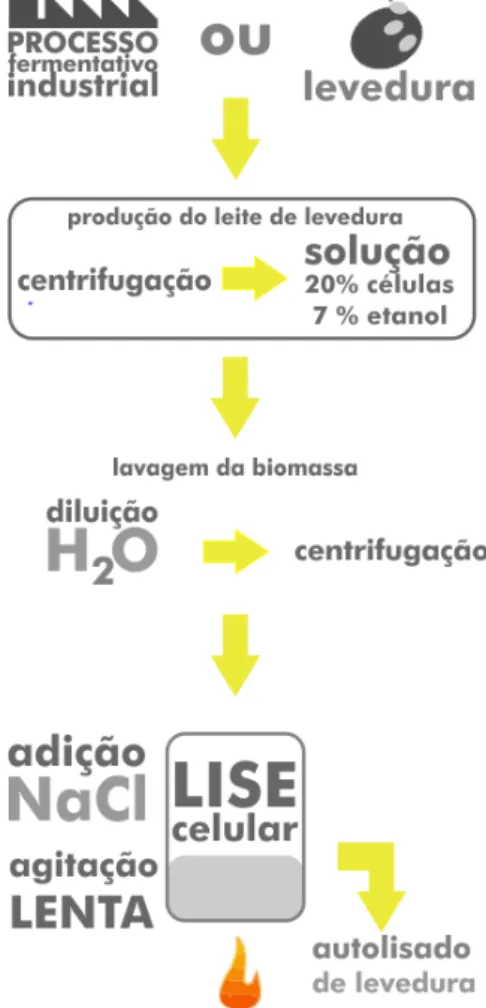 Figura 6 - Esquema do processo industrial de produção de lisado de levedura 