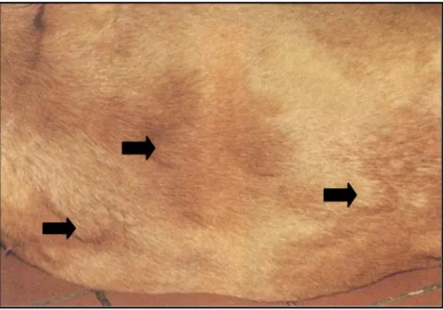 Figura  1:  Placas  e  nódulos  no  abdómen  de  um  cão  com  linfoma  cutâneo  epiteliotrópico