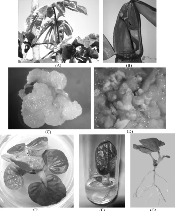 Figure 1 – (A-G)  In vitro propagation of Cecropia glaziovii.  (A) 12 months old plant in the field