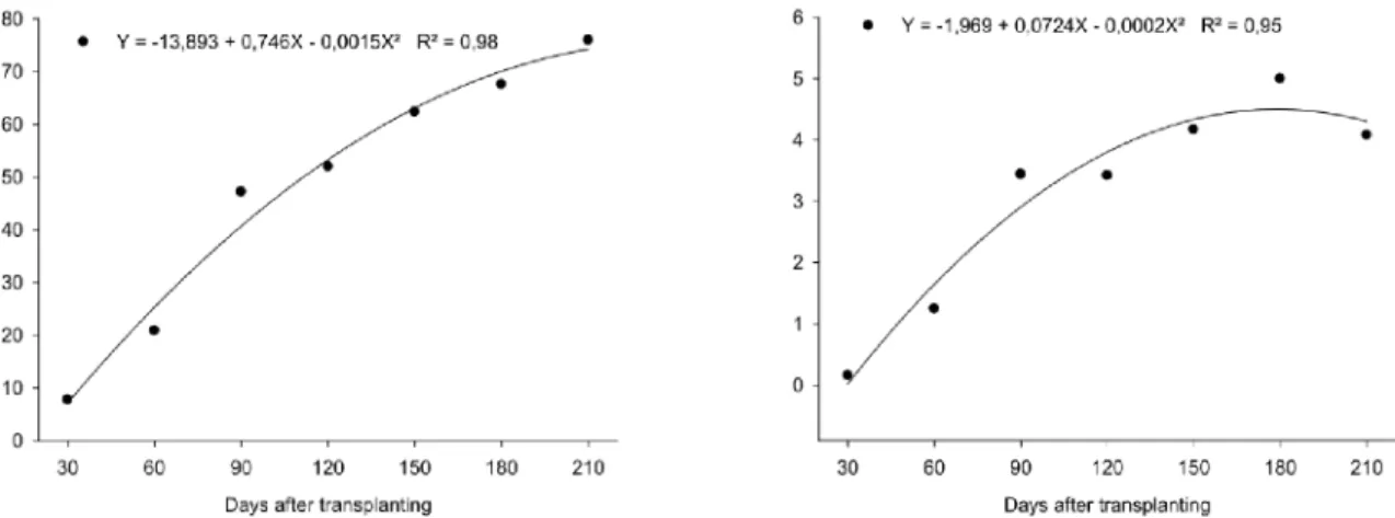 Figure 6 – Height of the largest bud (left) and number of leaves in the largest bud (right) in calla lily seedlings grown in nutrient solution in function of days after transplanting.