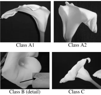 Figure 1 – Standard used to assess calla lily inflorescence quality.  Class A1: turgid  inflorescences,  erected  spathe tip,  absence  of  wrinkles  or  necrosis;  Class  A2:  turgid inflorescences, spathe tip slightly curled down, absence of wrinkles or 