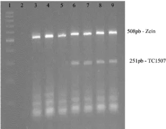 Figure 1 – Result of PCR sensitivity for the TC1507 event.