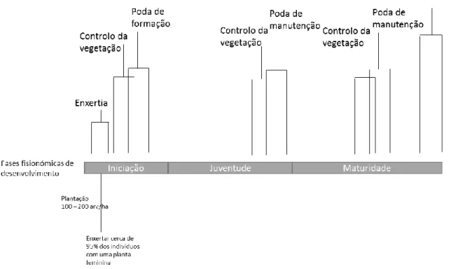 Figura 2. Modelo de silvicultura para povoamento puro de Alfarrobeira, para produção de fruto