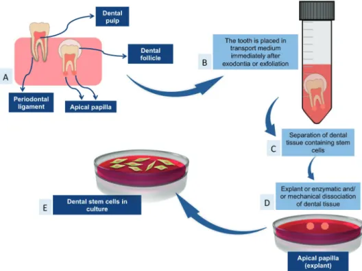 Figure 1. sources of dental stem cells and their isolation. A: main sources of dental stem cells